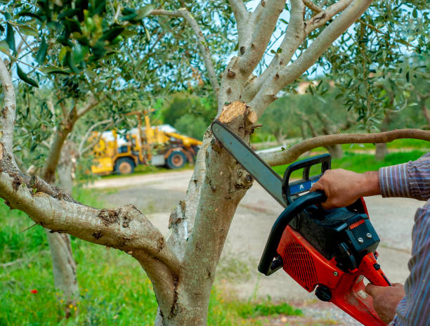 Best Tree Care Services  in Dunn Loring, VA